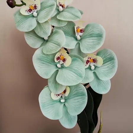 Mint *